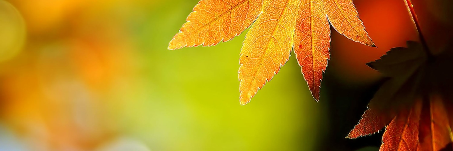 Twitterのヘッダー画像・トップ画に使える画像