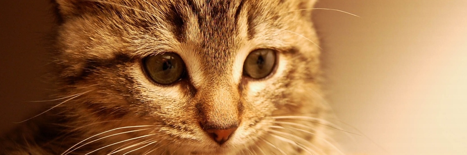 Twitterのヘッダー画像・トップ画に使える画像