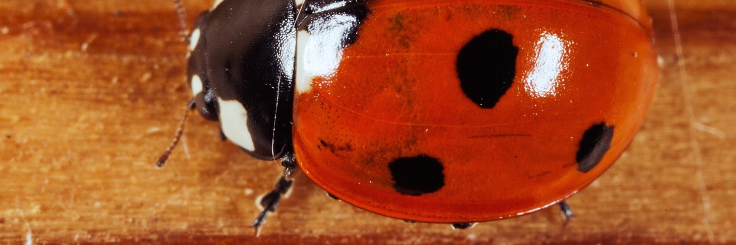 Twitterのヘッダー画像・トップ画に使える画像