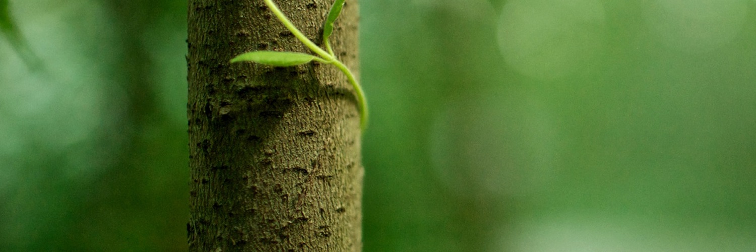 Twitterのヘッダー画像・トップ画に使える画像