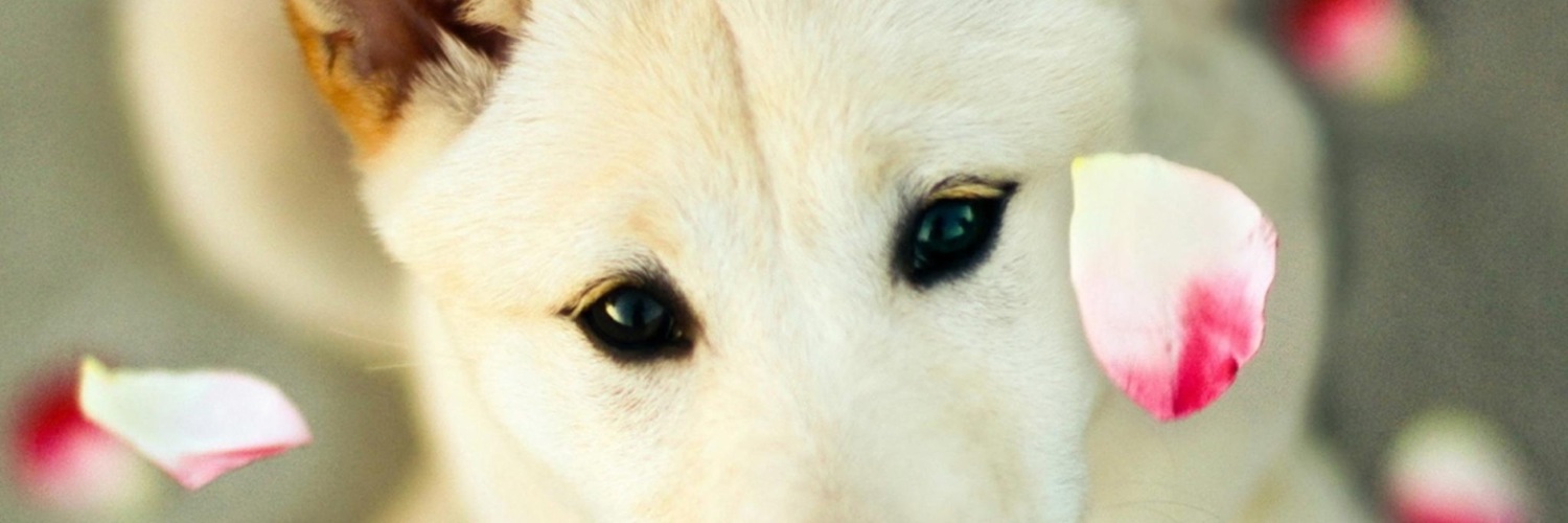 Twitterのヘッダー画像・トップ画に使える画像