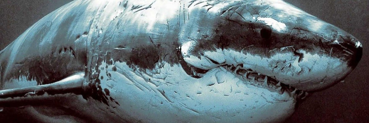 Twitterのヘッダー画像・トップ画に使える画像