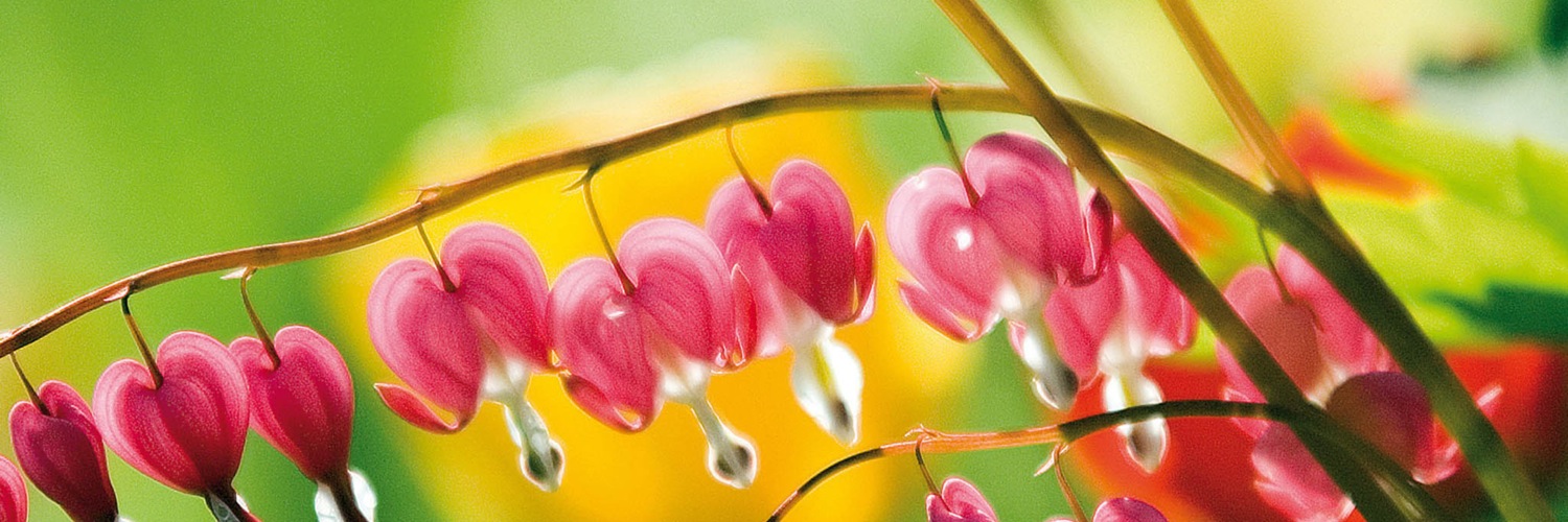 Twitterのヘッダー画像・トップ画に使える画像