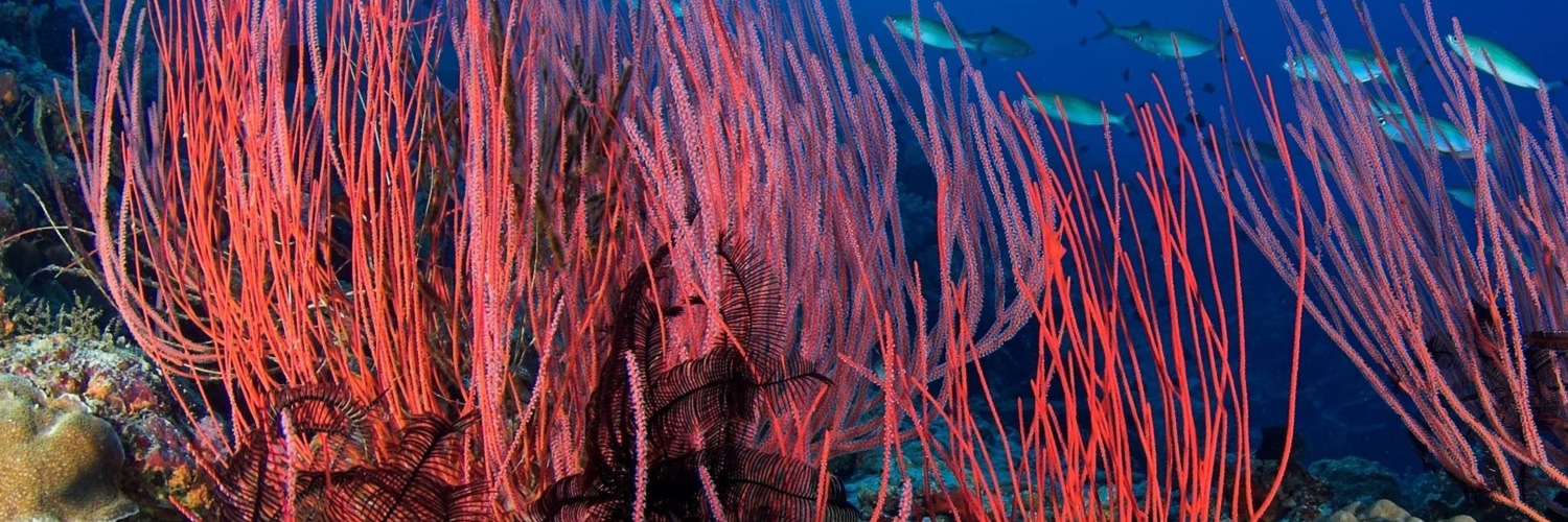 Twitterのヘッダー画像・トップ画に使える画像