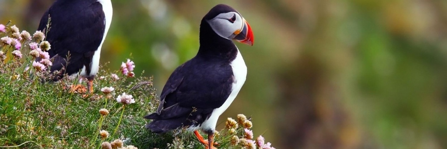 Twitterのヘッダー画像・トップ画に使える画像