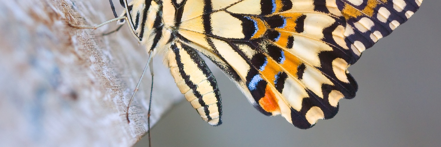 Twitterのヘッダー画像・トップ画に使える画像