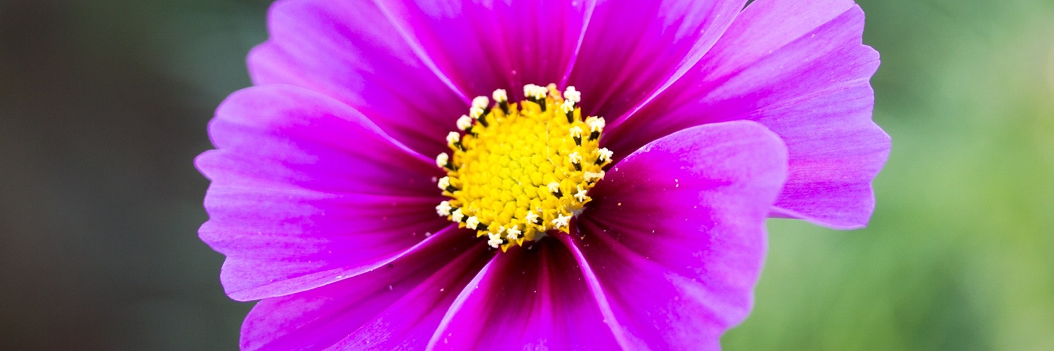 Twitterのヘッダー画像・トップ画に使える画像