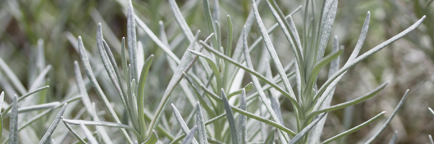 Twitterのヘッダー画像・トップ画に使える画像