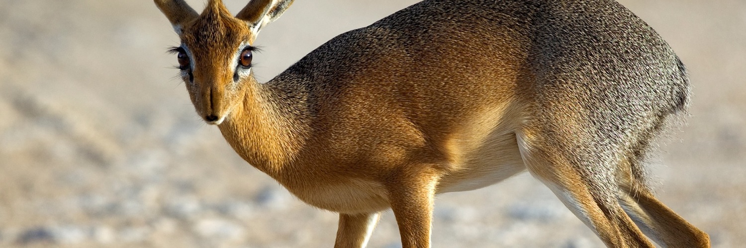 Twitterのヘッダー画像・トップ画に使える画像