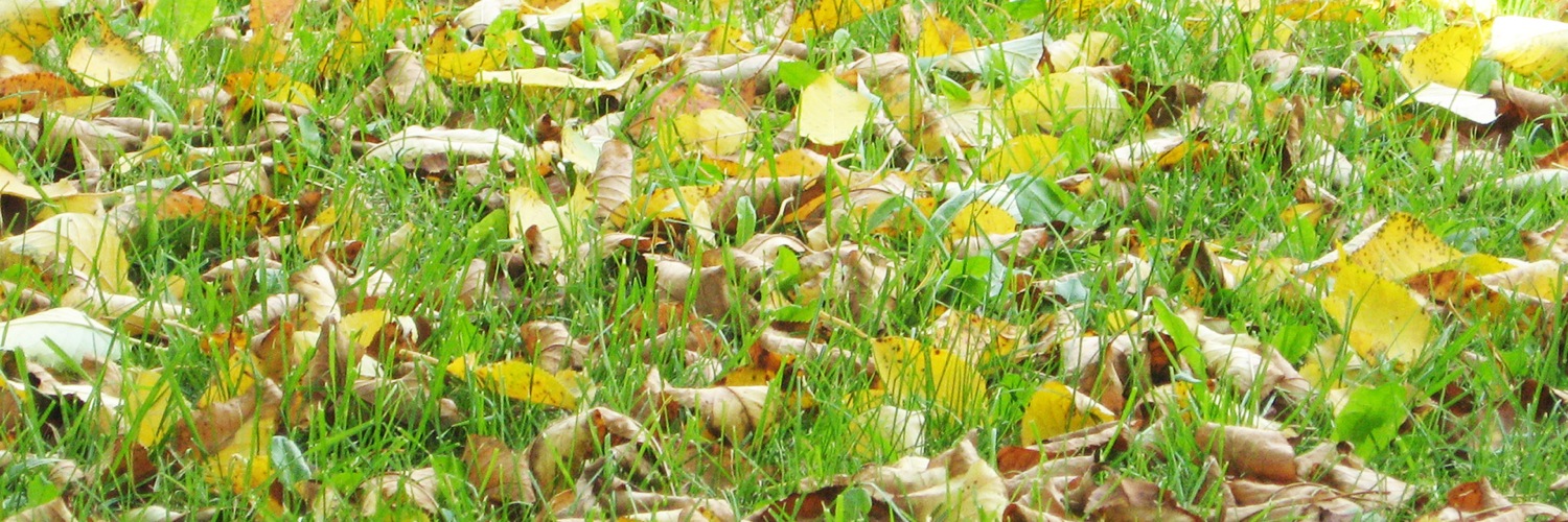 Twitterのヘッダー画像・トップ画に使える画像