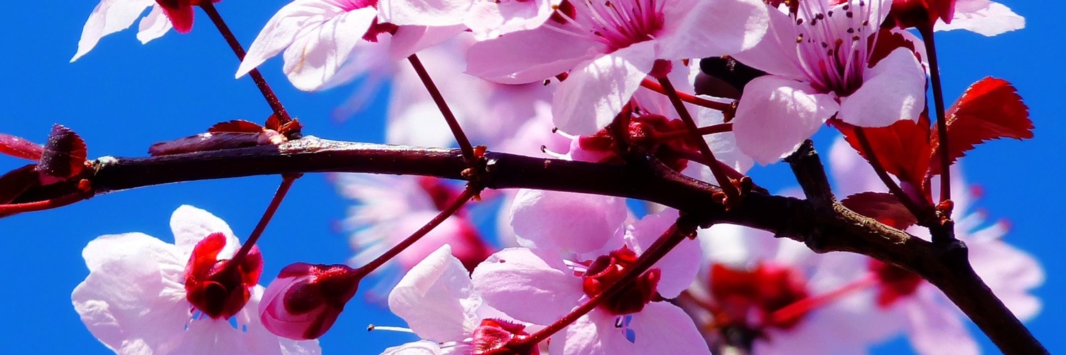 Twitterのヘッダー画像・トップ画に使える画像