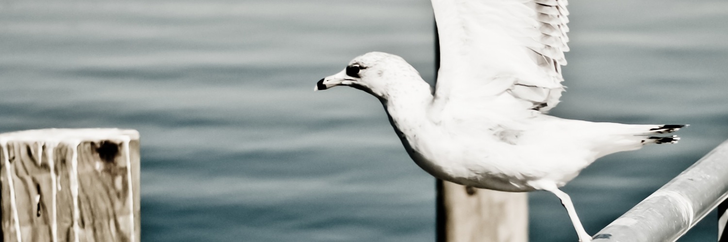 Twitterのヘッダー画像・トップ画に使える画像