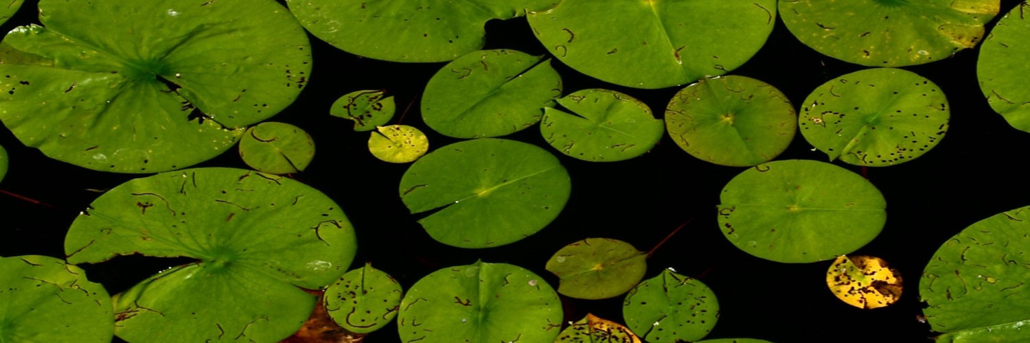 Twitterのヘッダー画像・トップ画に使える画像