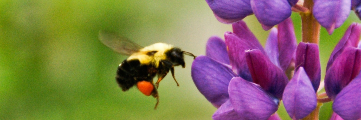 Twitterのヘッダー画像・トップ画に使える画像