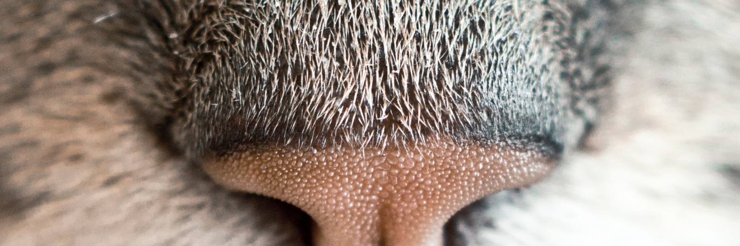 Twitterのヘッダー画像・トップ画に使える画像