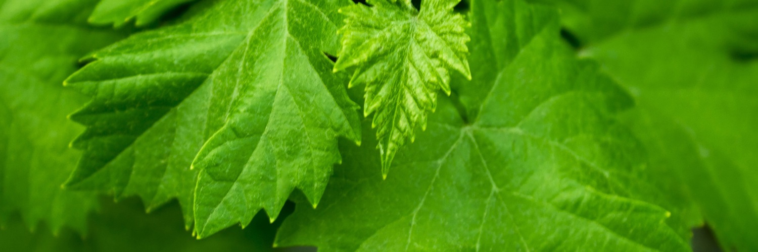 Twitterのヘッダー画像・トップ画に使える画像