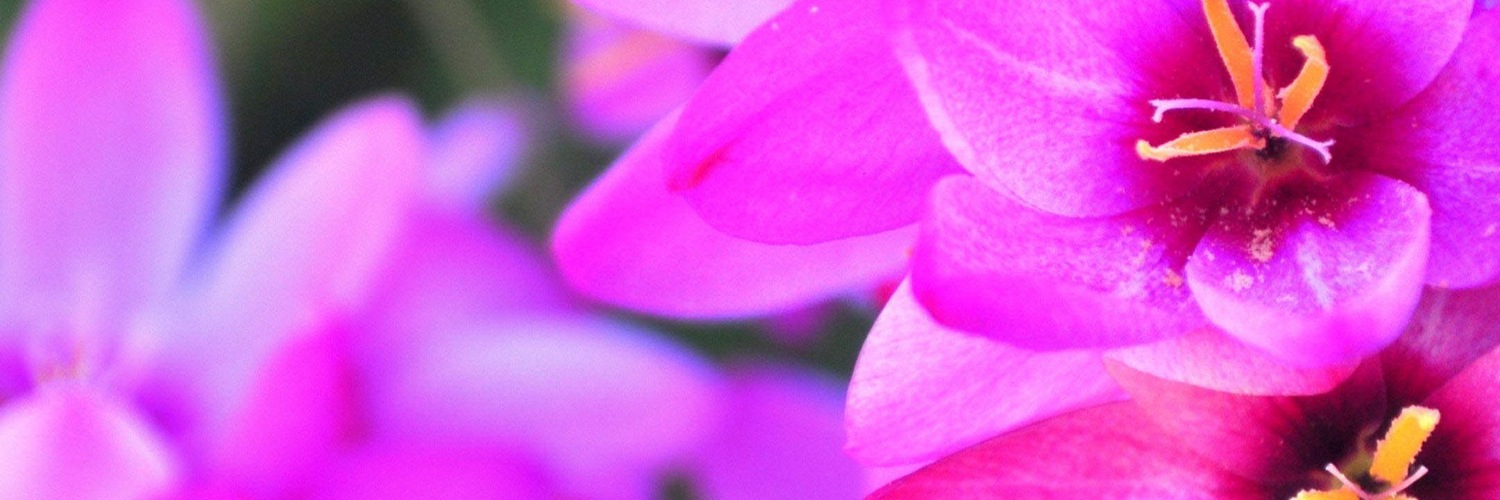 Twitterのヘッダー画像・トップ画に使える画像