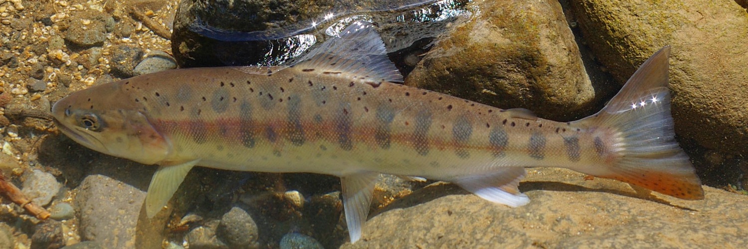 Twitterのヘッダー画像・トップ画に使える画像