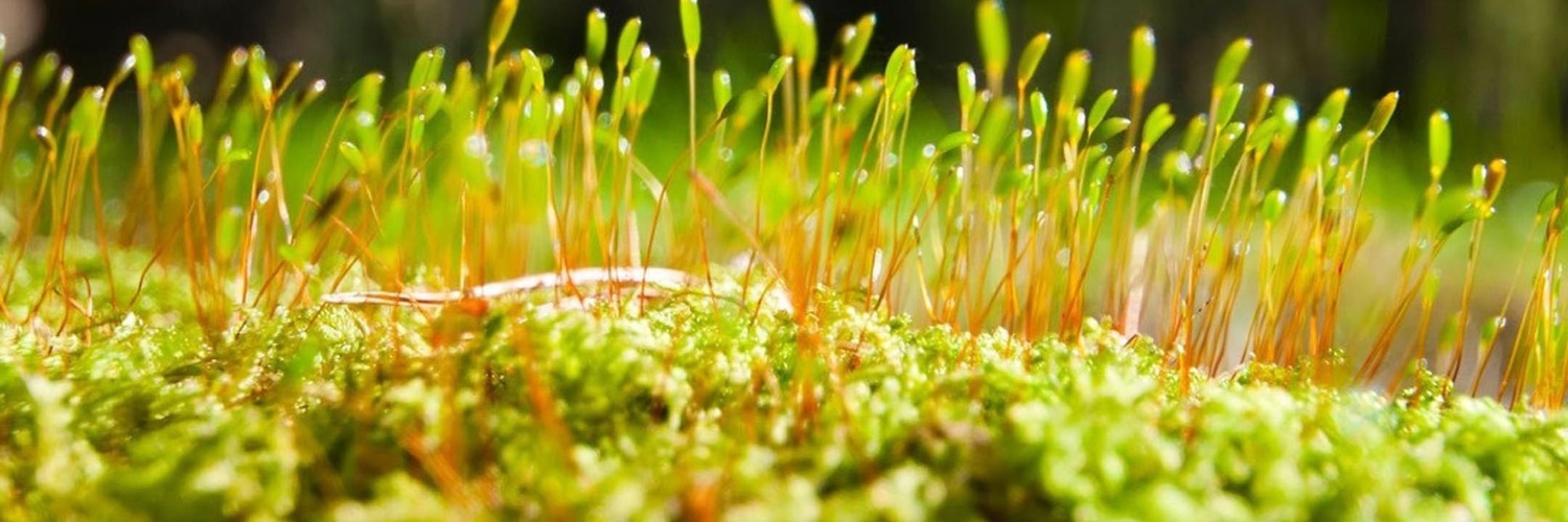 Twitterのヘッダー画像・トップ画に使える画像