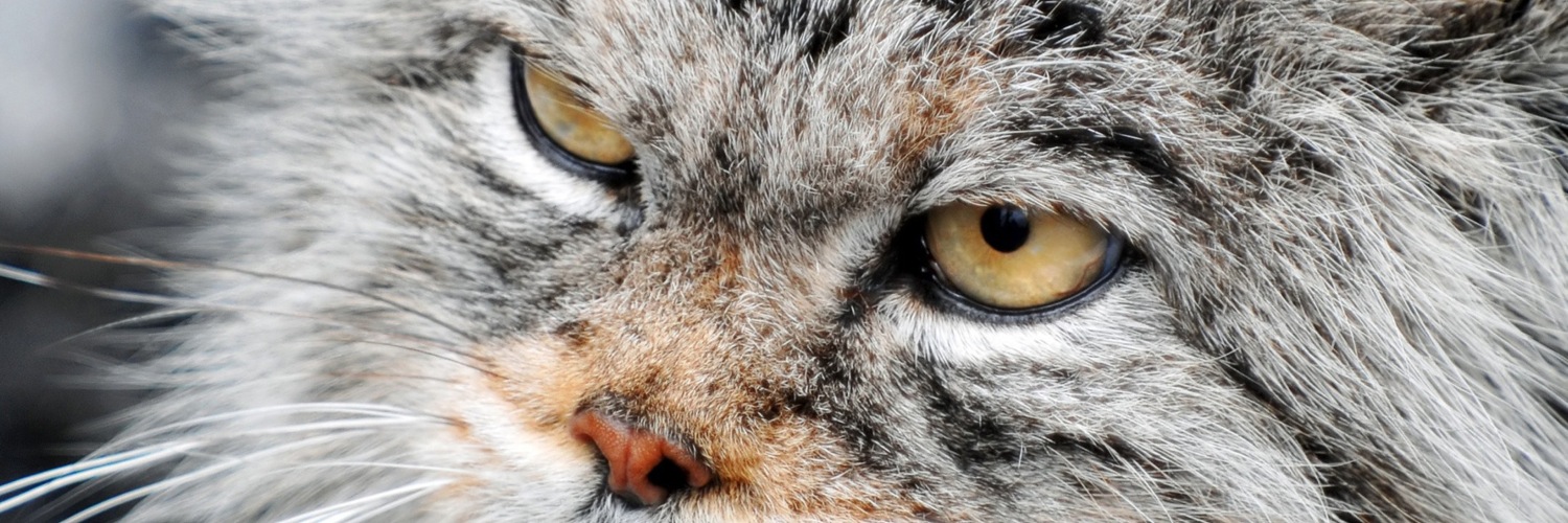 Twitterのヘッダー画像・トップ画に使える画像