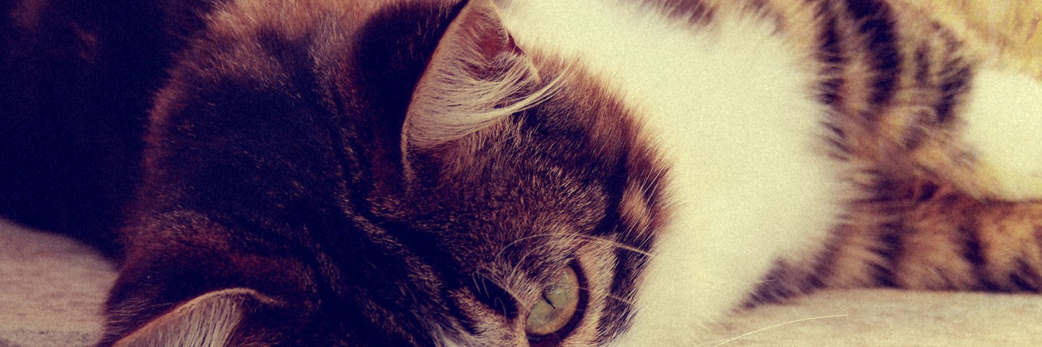 Twitterのヘッダー画像・トップ画に使える画像