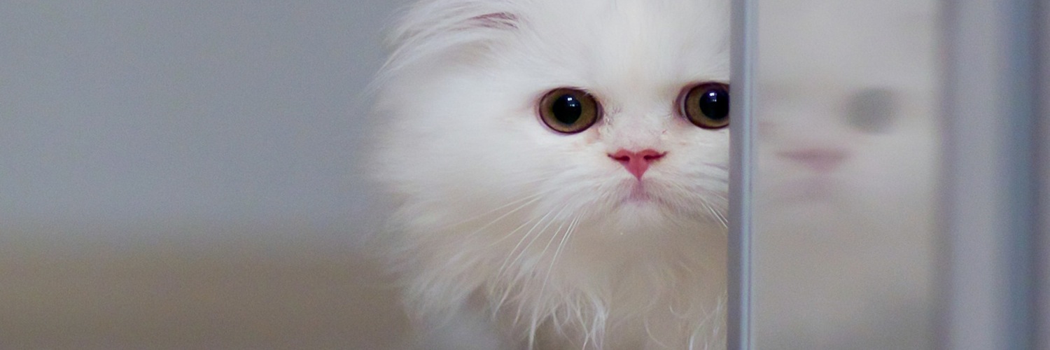 Twitterのヘッダー画像・トップ画に使える画像