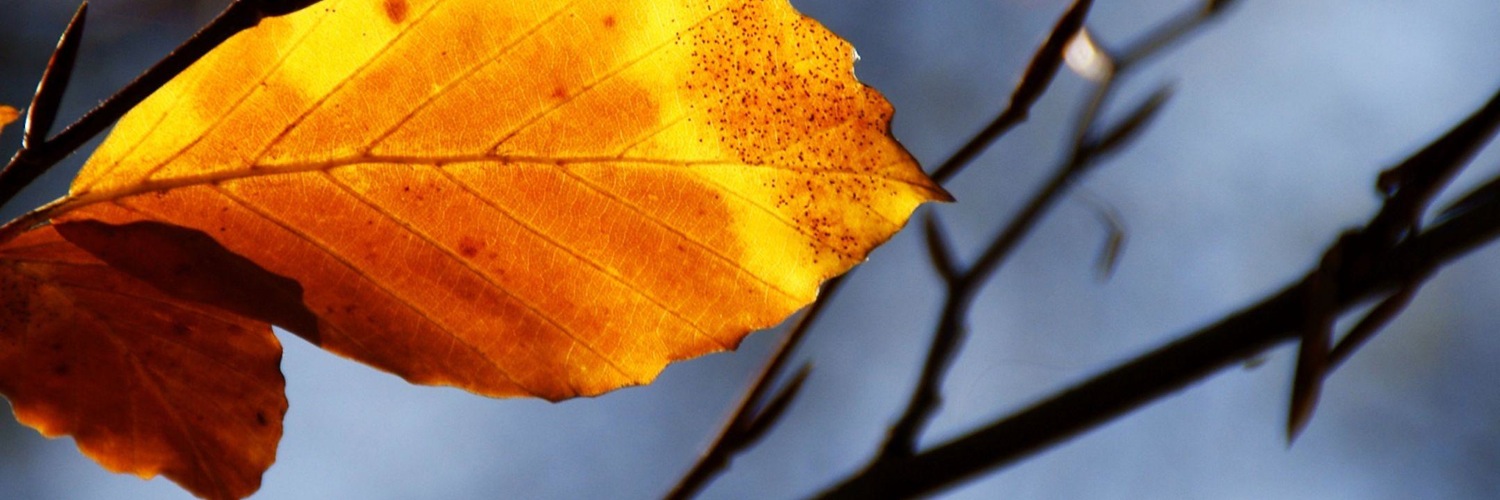 Twitterのヘッダー画像・トップ画に使える画像