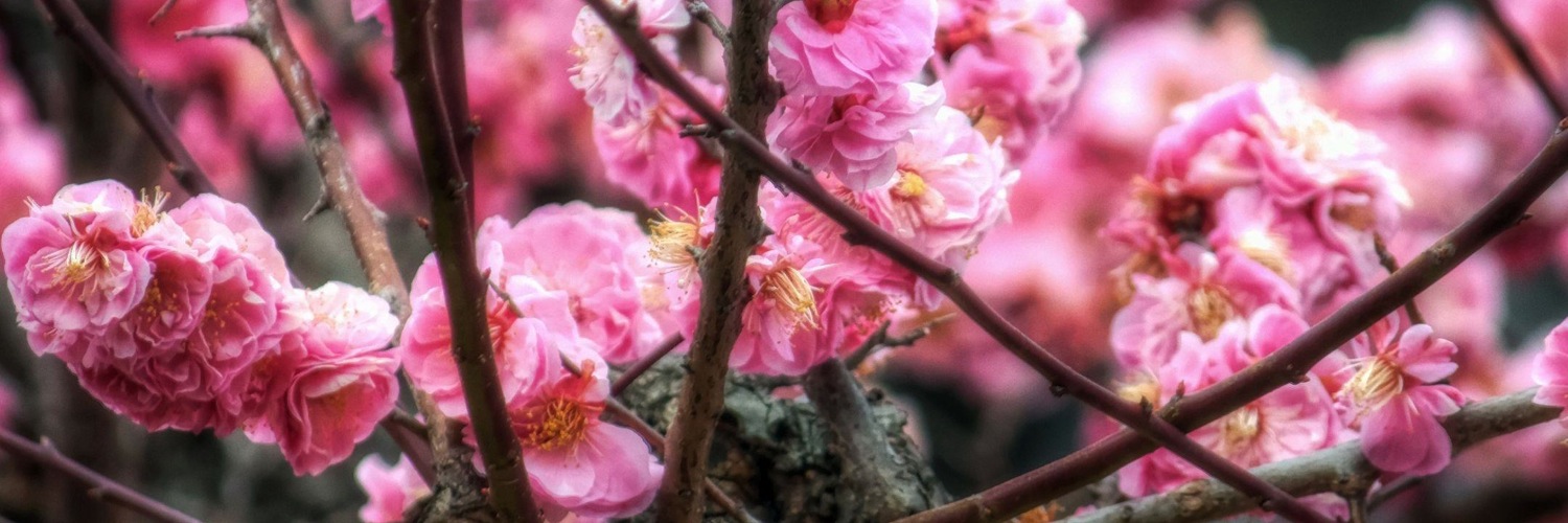 Twitterのヘッダー画像・トップ画に使える画像