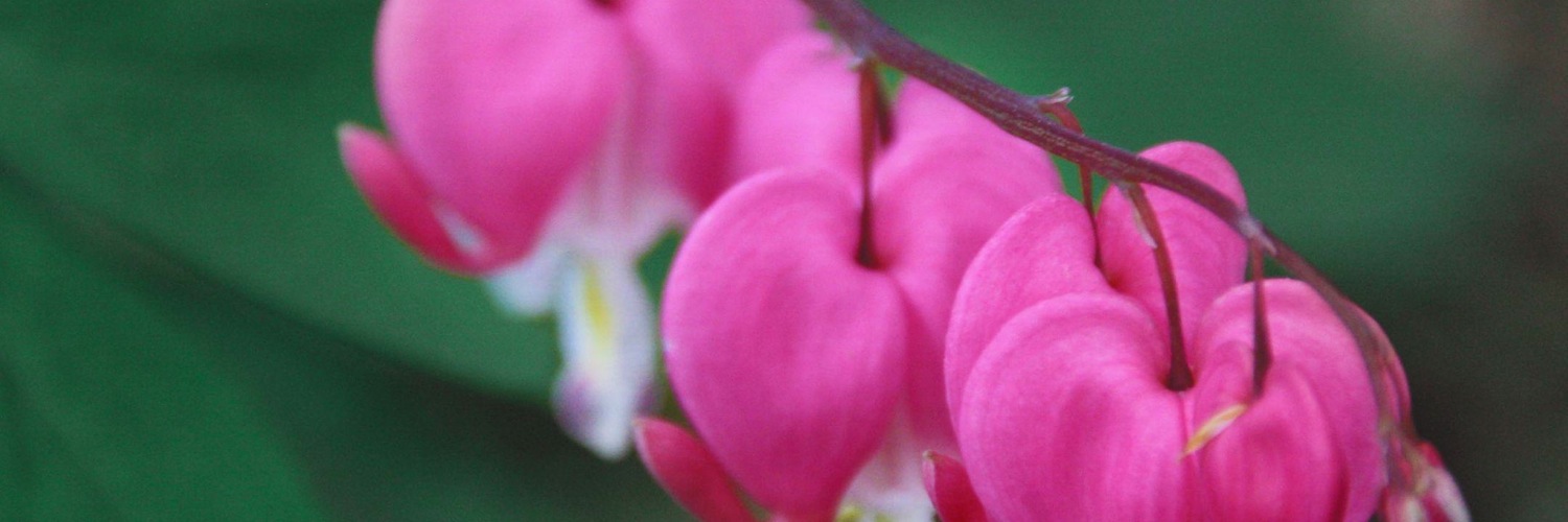 Twitterのヘッダー画像・トップ画に使える画像