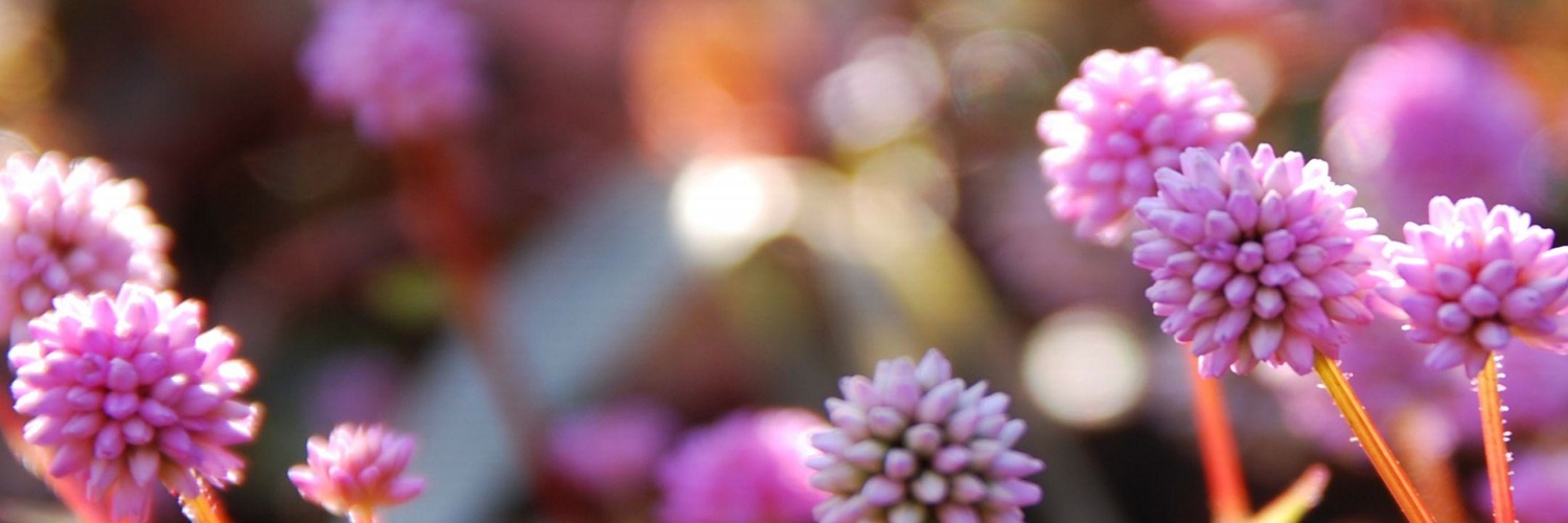 Twitterのヘッダー画像・トップ画に使える画像