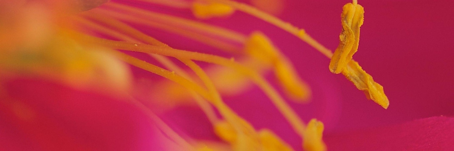 Twitterのヘッダー画像・トップ画に使える画像