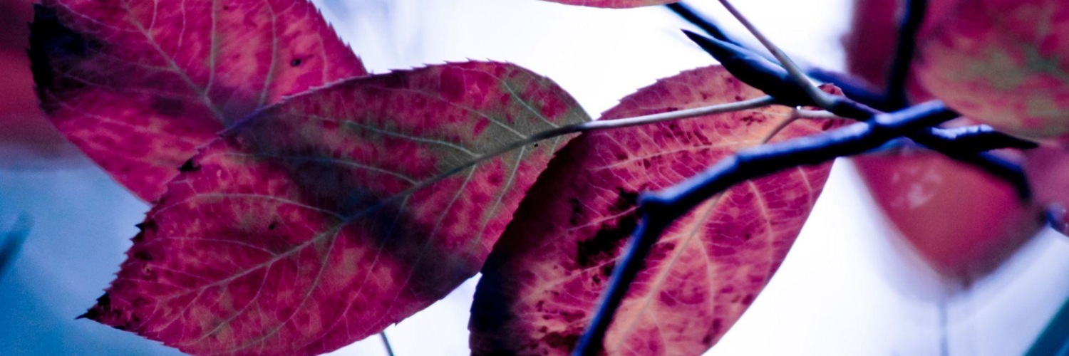 Twitterのヘッダー画像・トップ画に使える画像