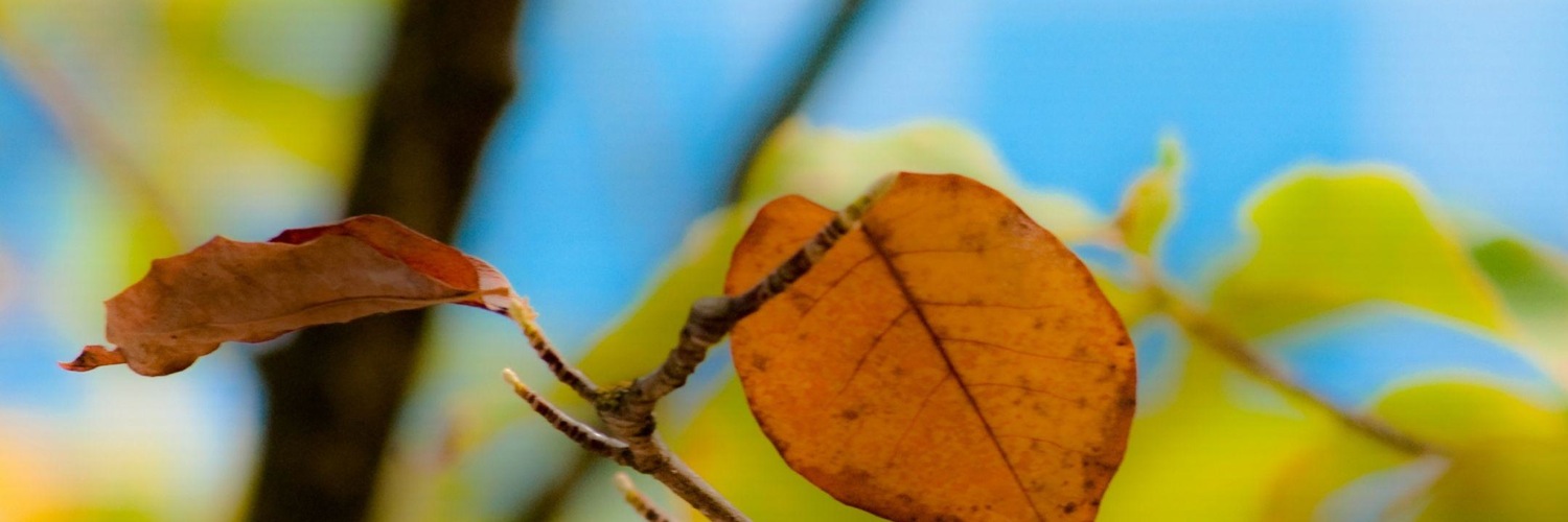 Twitterのヘッダー画像・トップ画に使える画像