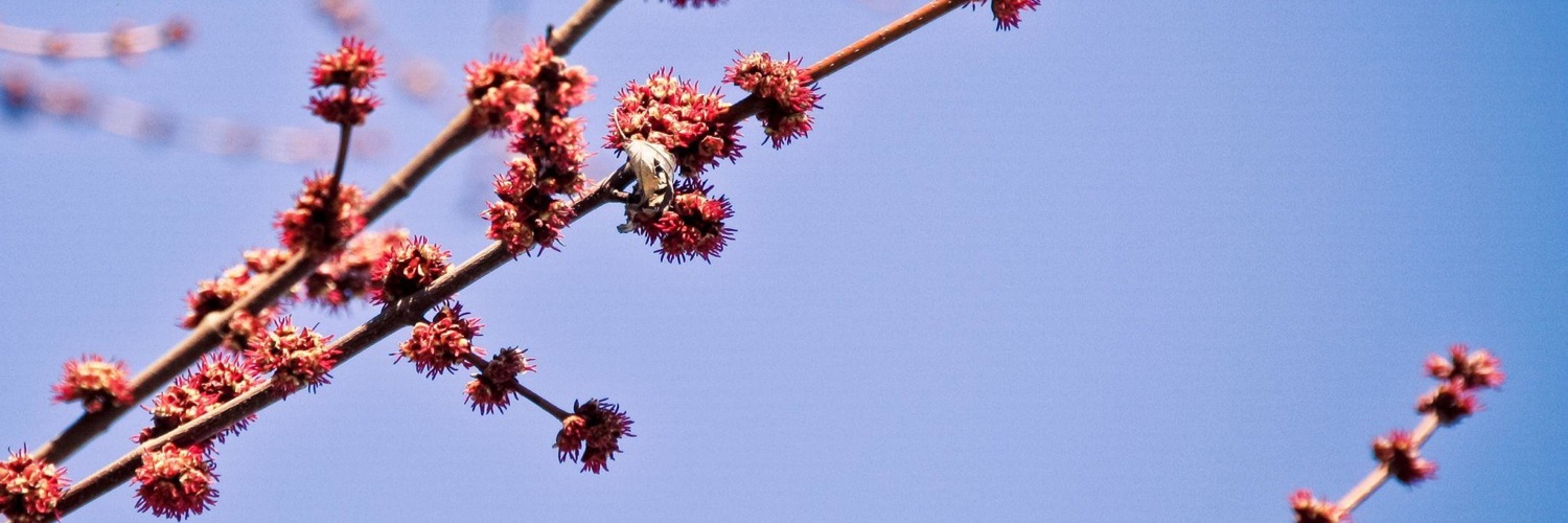 Twitterのヘッダー画像・トップ画に使える画像