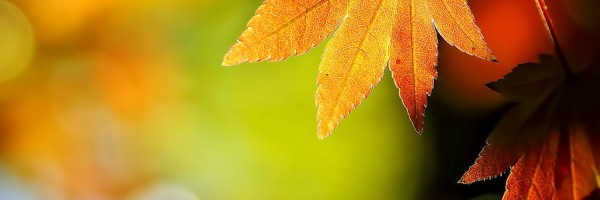 Twitter New Header Image 00634