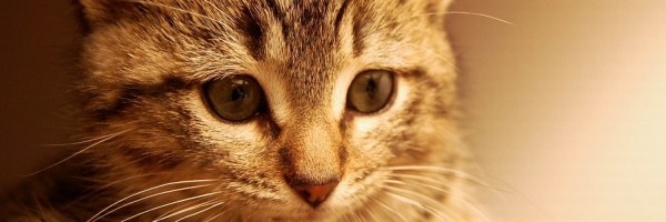 Twitter New Header Image 00654