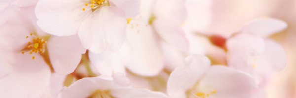 Twitter New Header Image 00688