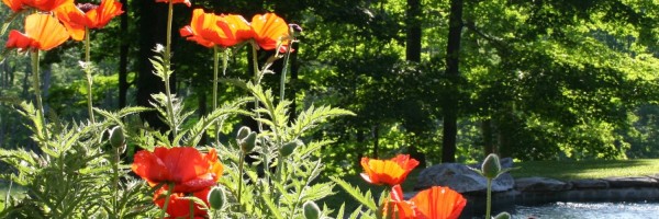 Twitter New Header Image 00703