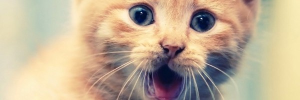 Twitter New Header Image 00736