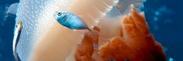 Twitter New Header Image 00750