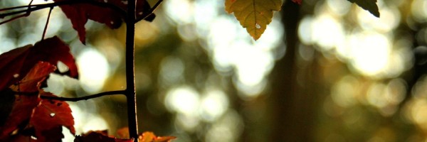 Twitter New Header Image 00751