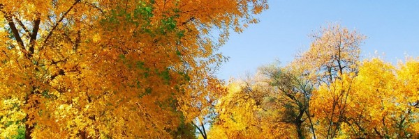 Twitter New Header Image 00752