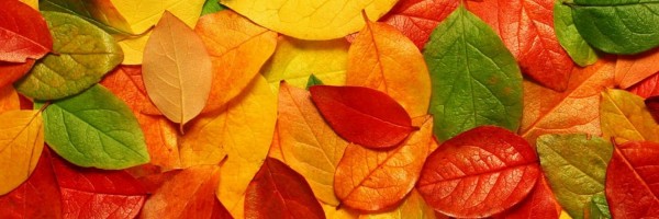 Twitter New Header Image 00771