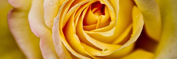 Twitter New Header Image 00776