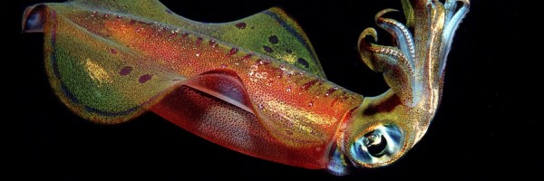 Twitter New Header Image 00886