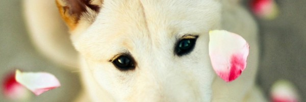 Twitter New Header Image 00887