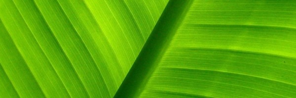 Twitter New Header Image 00996