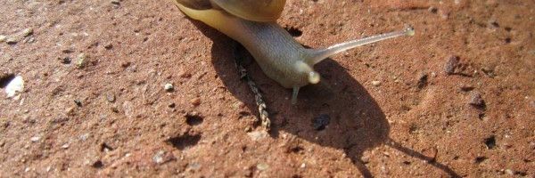 Twitter New Header Image 01086