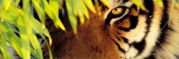 Twitter New Header Image 01089