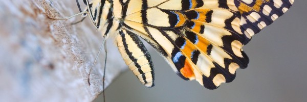 Twitter New Header Image 01136